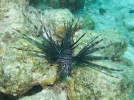 Lionfish IMG 5490